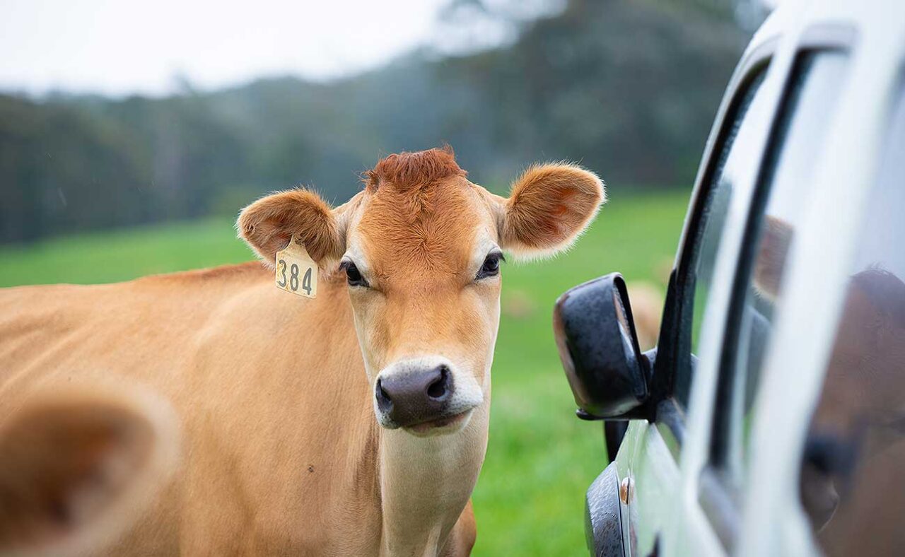 Bull Fertility and Testing Willunga & Aldinga Veterinary Services