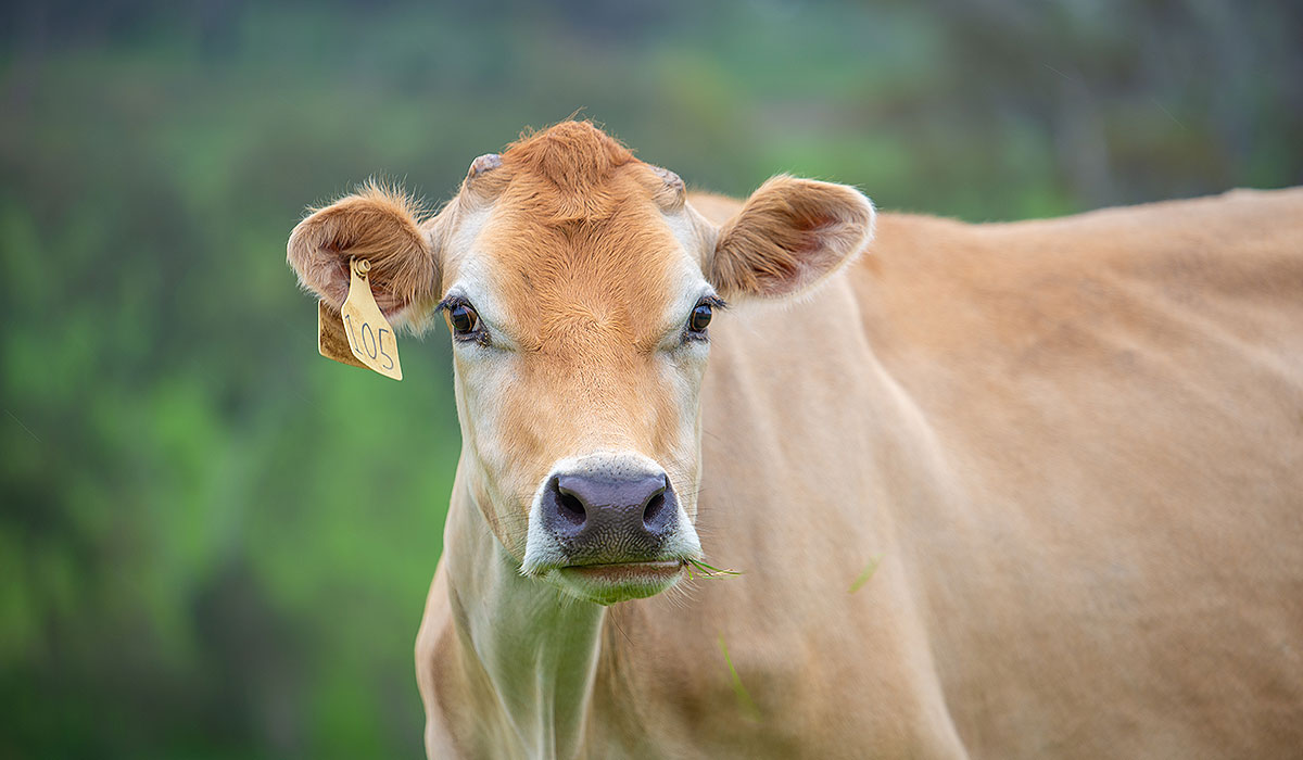 Large Animal Cow Dairy Beef Consultancy Willunga Aldinga