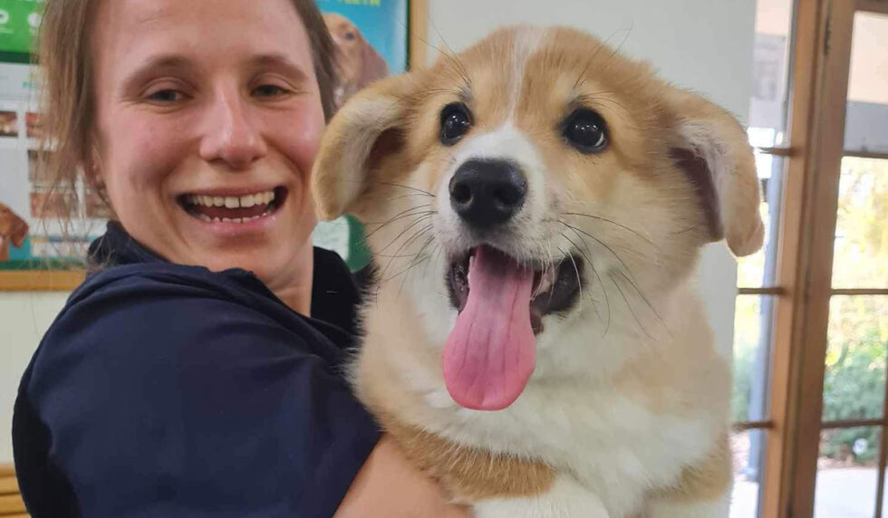 radiographs-x-rays-willunga-aldinga-veterinary-services