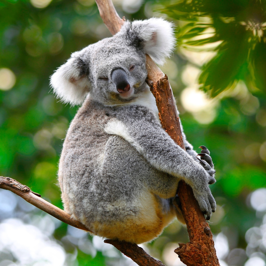 Koala pic Willunga Aldinga Vet Veterinary Services